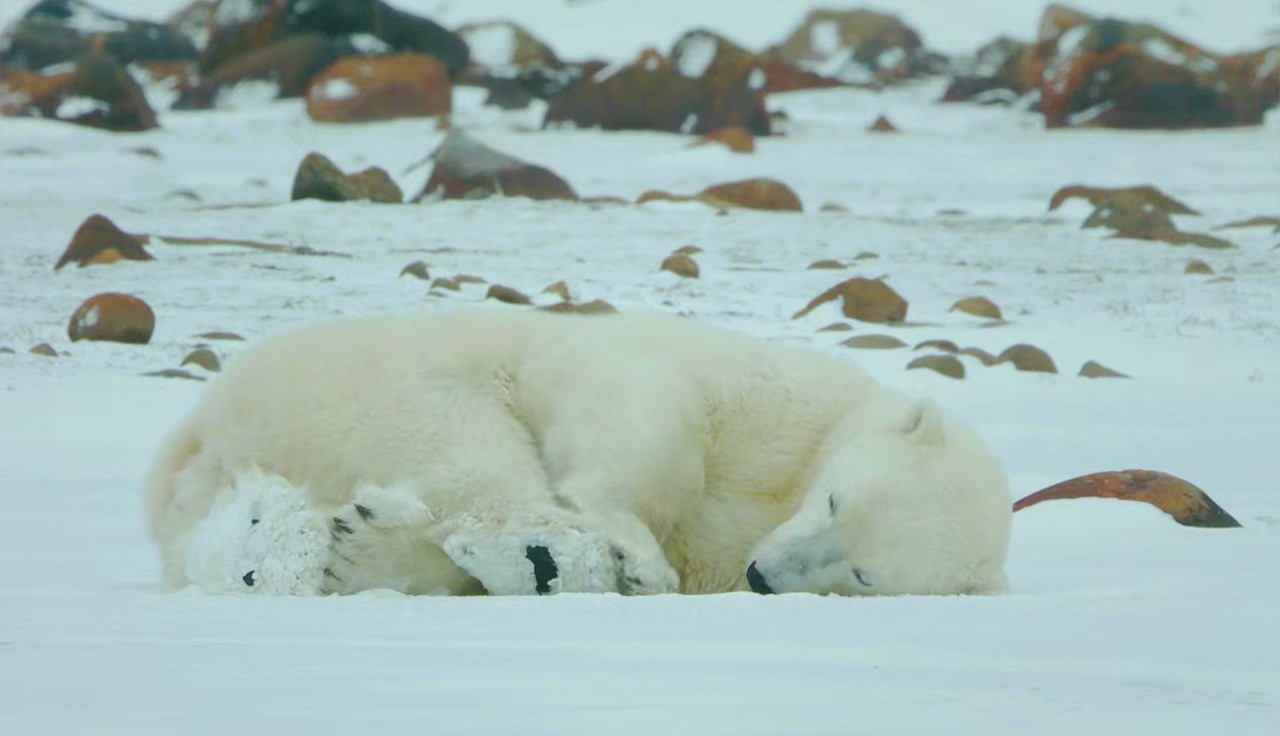 Wildest Arctic COMPLETE mini series 720p small size | seriesvault.org